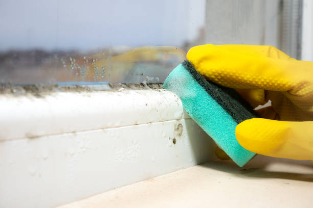 Best Toxic Mold Removal  in Hallandale Beach, FL
