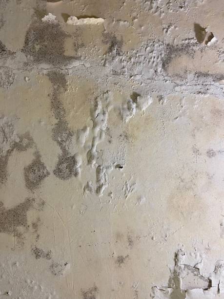 Best Mold Remediation  in Hallandale Beach, FL