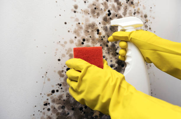 Best Office Mold Removal Services  in Hallandale Beach, FL
