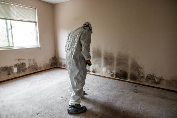 Best Emergency Mold Removal  in Hallandale Beach, FL