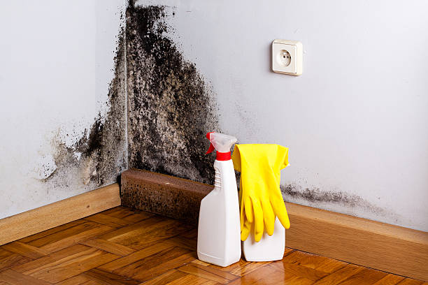 Best Fast Mold Removal  in Hallandale Beach, FL