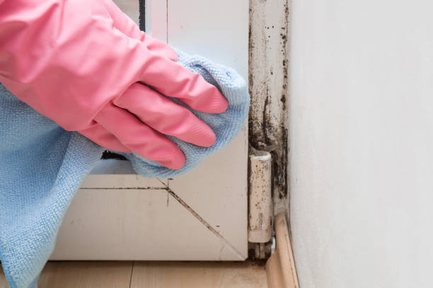 Best Black Mold Removal  in Hallandale Beach, FL
